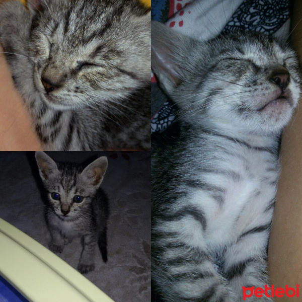 Tekir Kedi, Kedi  Grey fotoğrafı