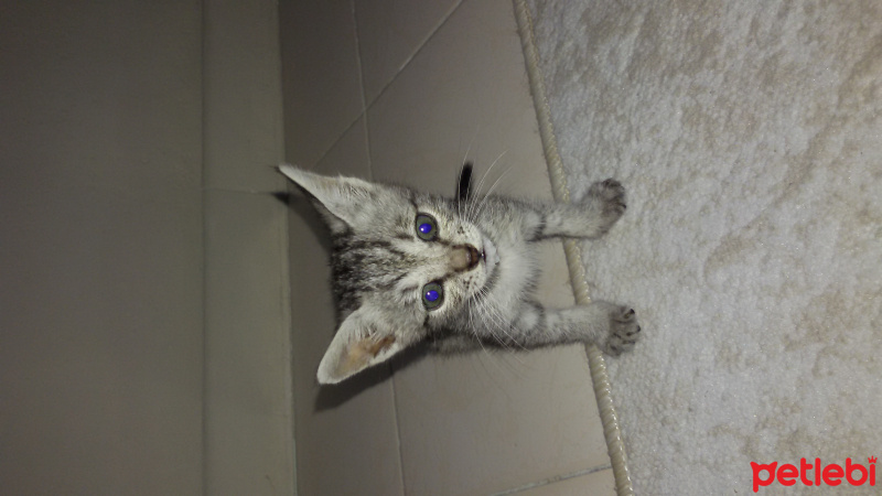 Tekir Kedi, Kedi  Grey fotoğrafı