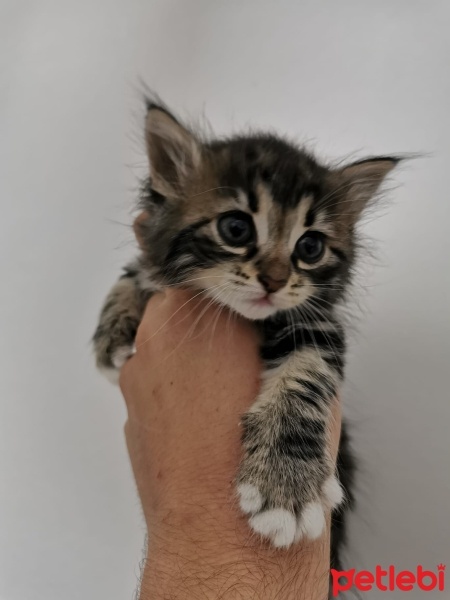 Tekir Kedi, Kedi  Itır fotoğrafı