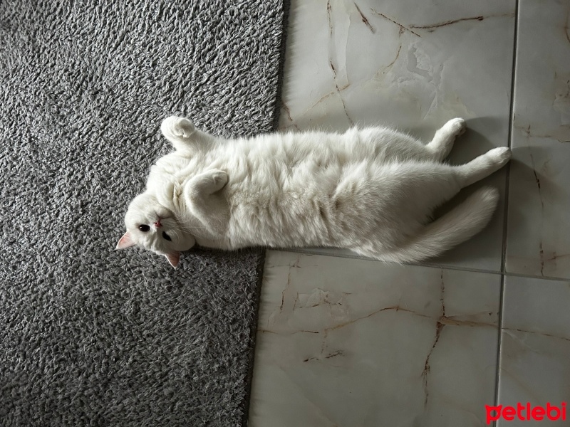 British Shorthair, Kedi  Pamuk fotoğrafı