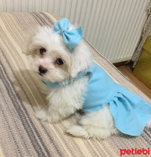 Maltese, Köpek  Lilly fotoğrafı