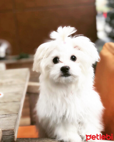 Maltese, Köpek  Lilly fotoğrafı