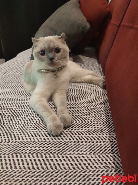Scottish Fold, Kedi  Ceku fotoğrafı
