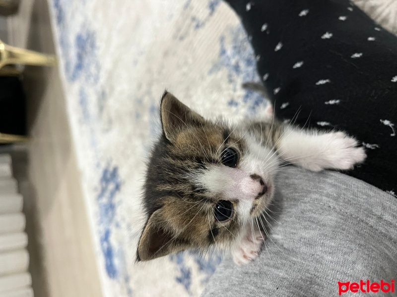 Tekir Kedi, Kedi  Mia fotoğrafı