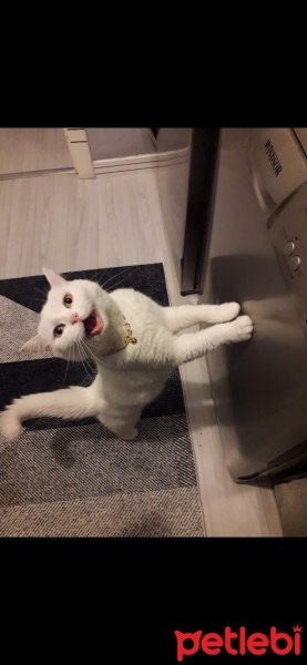 British Longhair, Kedi  Luci fotoğrafı