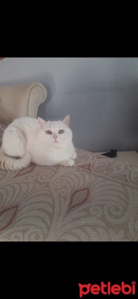 British Longhair, Kedi  Luci fotoğrafı