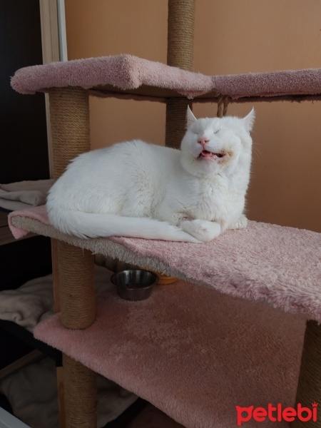 Van Kedisi, Kedi  Pamuk fotoğrafı