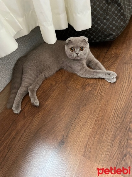 British Shorthair, Kedi  Kedi fotoğrafı
