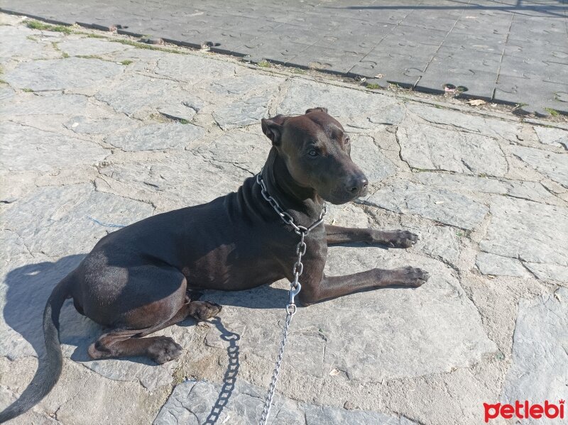 Doberman Pinscher, Köpek  Paşa fotoğrafı