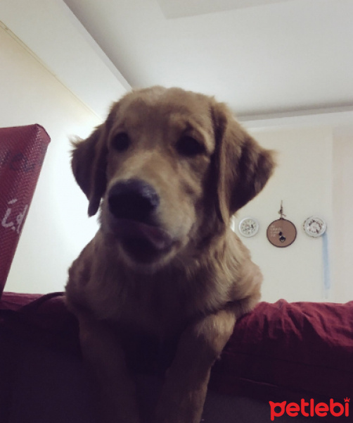 Golden Retriever, Köpek  Dexter fotoğrafı