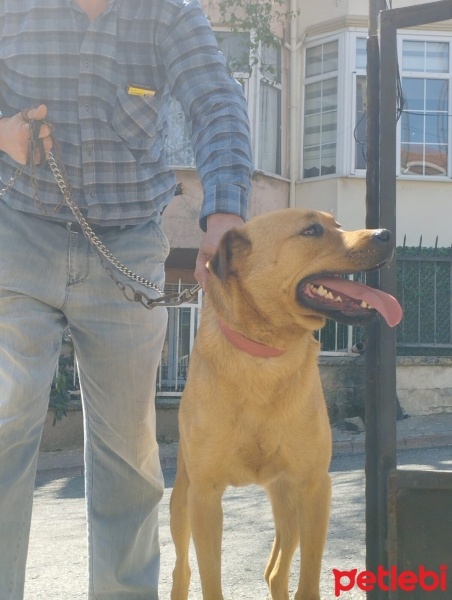 Mastiff, Köpek  Gölge fotoğrafı