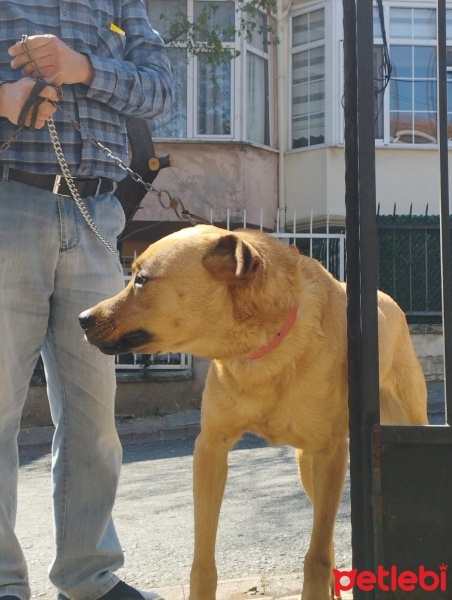 Mastiff, Köpek  Gölge fotoğrafı