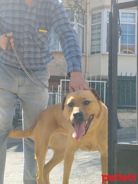 Mastiff, Köpek  Gölge fotoğrafı