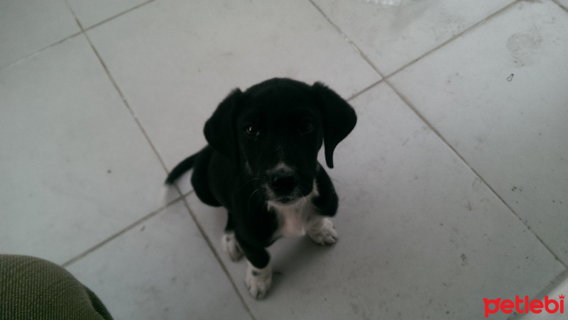 Sokö (Sokak Köpeği), Köpek  Yok fotoğrafı