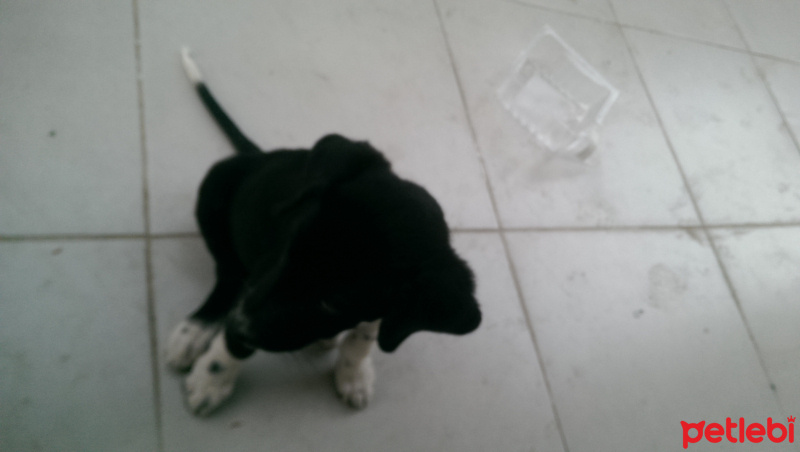 Sokö (Sokak Köpeği), Köpek  Yok fotoğrafı