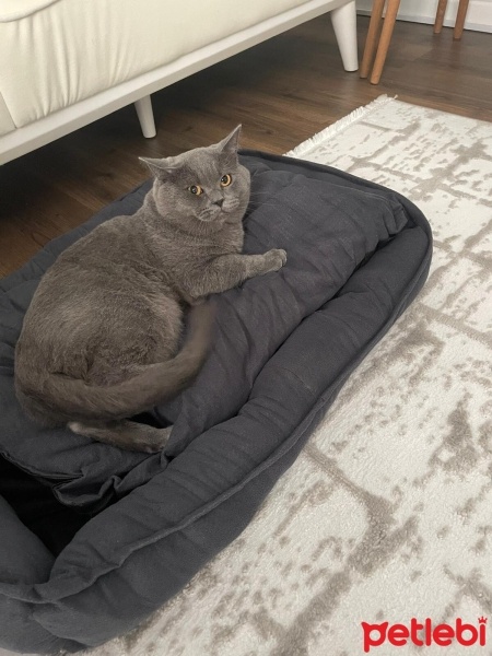 British Shorthair, Kedi  Duman fotoğrafı
