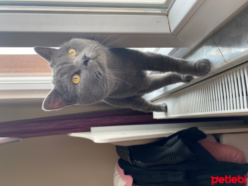 British Shorthair, Kedi  Leo fotoğrafı