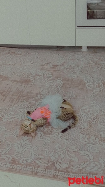 Tekir Kedi, Kedi  Lila fotoğrafı