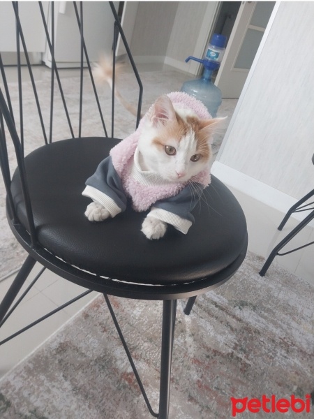 Tekir Kedi, Kedi  Ruzgar fotoğrafı