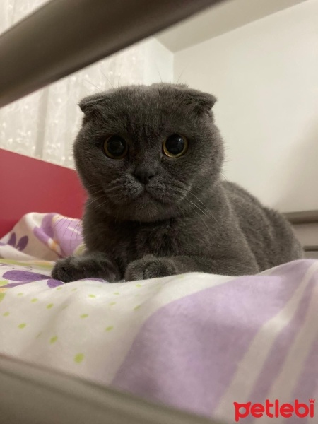 Scottish Fold, Kedi  Lina fotoğrafı