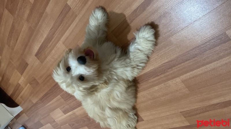 Maltese, Köpek  Karamel fotoğrafı