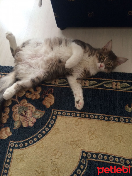 Ankara Kedisi, Kedi  Nünü ve tıstıs fotoğrafı