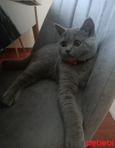 British Shorthair, Kedi  Ponçik fotoğrafı