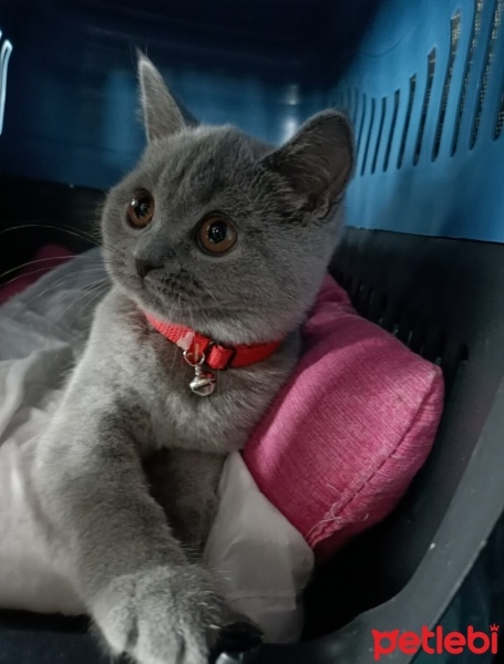 British Shorthair, Kedi  Ponçik fotoğrafı