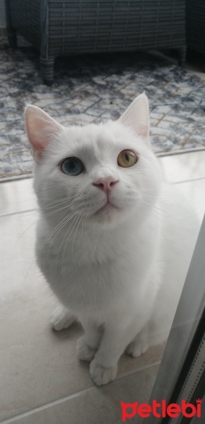 Van Kedisi, Kedi  Osman fotoğrafı