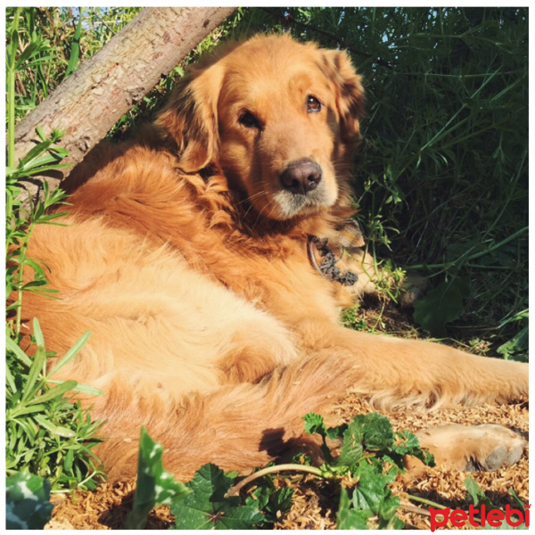 Golden Retriever, Köpek  Atlas fotoğrafı