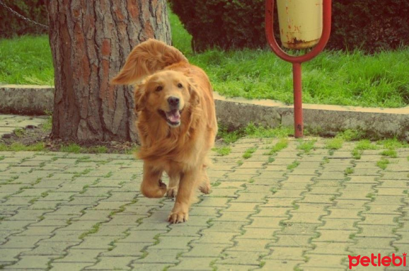 Golden Retriever, Köpek  Atlas fotoğrafı
