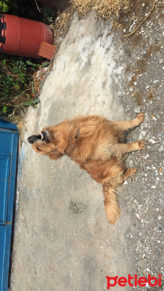 Golden Retriever, Köpek  Atlas fotoğrafı