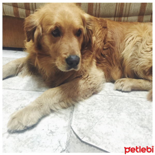 Golden Retriever, Köpek  Atlas fotoğrafı