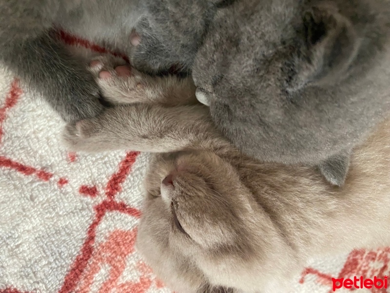 British Shorthair, Kedi  Salep fotoğrafı