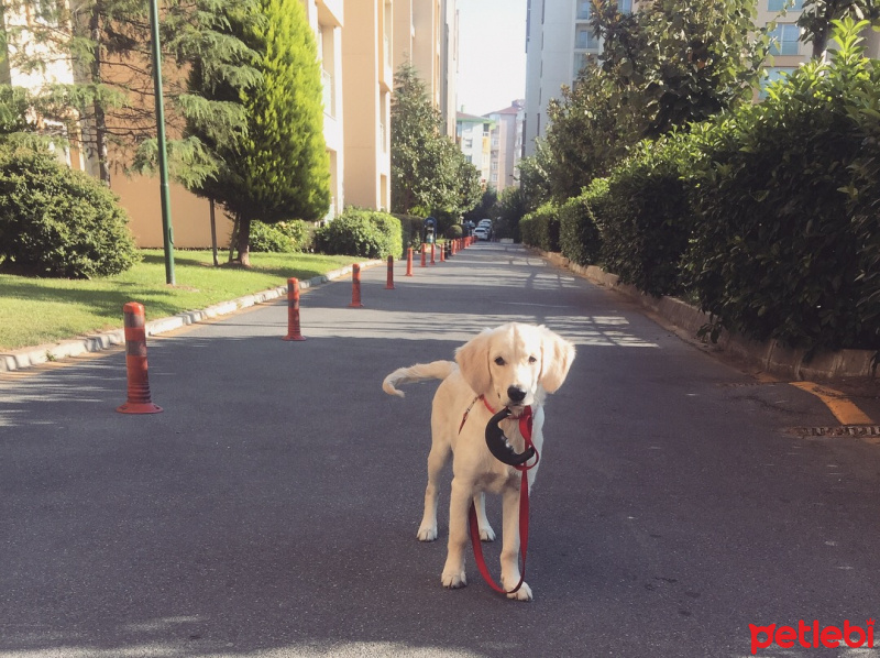 Golden Retriever, Köpek  Mathilda fotoğrafı