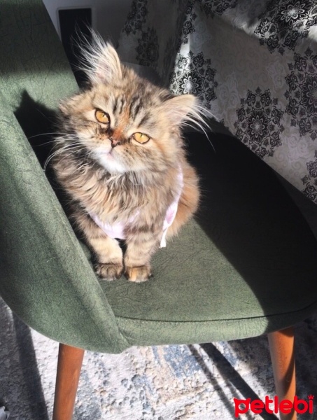 Chinchilla, Kedi  Monika fotoğrafı