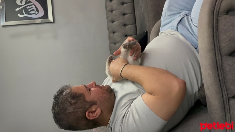 Scottish Fold, Kedi  Gece fotoğrafı
