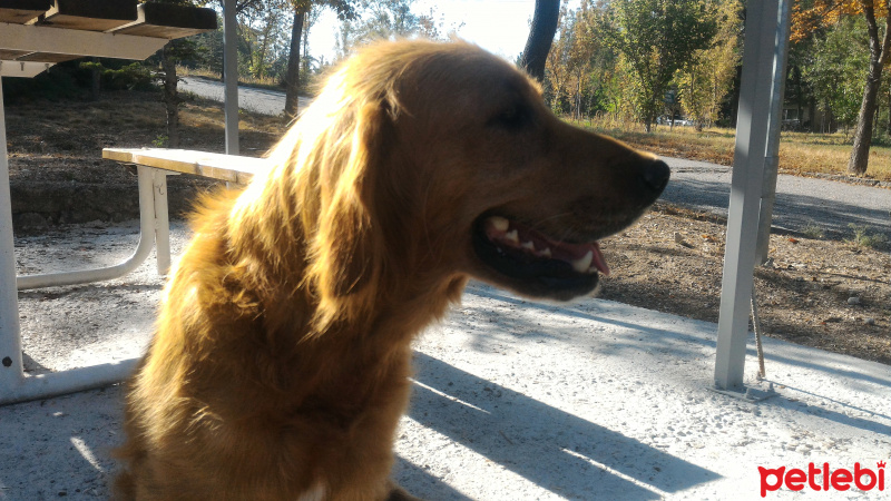 Golden Retriever, Köpek  ZÜMRÜT  fotoğrafı