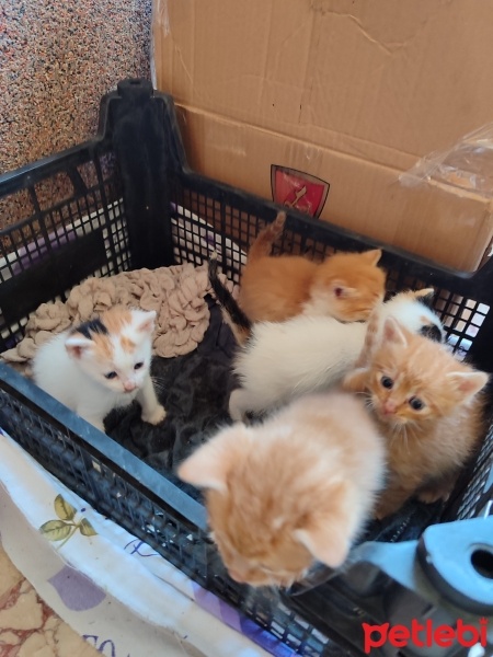 Tekir Kedi, Kedi  Canlar fotoğrafı