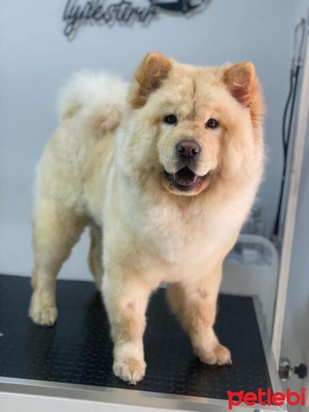 Chow Chow (çin Aslanı), Köpek  Zeus fotoğrafı