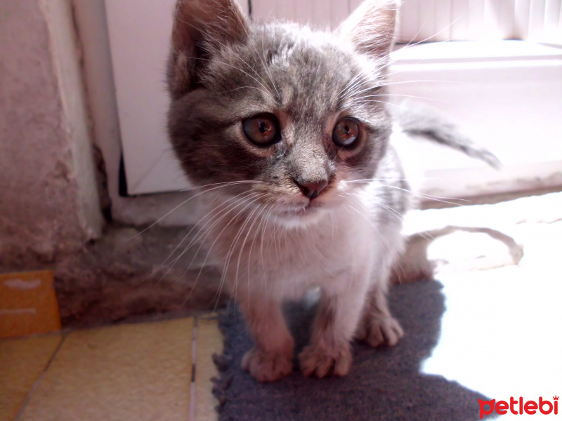 Tekir Kedi, Kedi  Bulut fotoğrafı