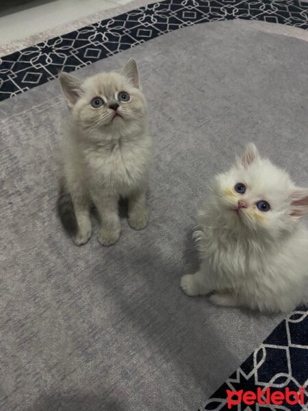 British Longhair, Kedi  British long hair fotoğrafı