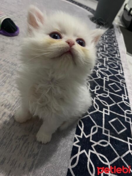 British Longhair, Kedi  British long hair fotoğrafı