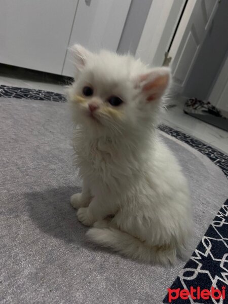 British Longhair, Kedi  British long hair fotoğrafı