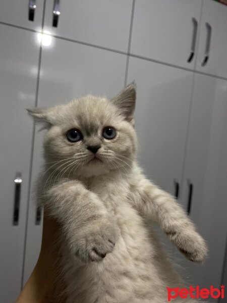 British Longhair, Kedi  British long hair fotoğrafı