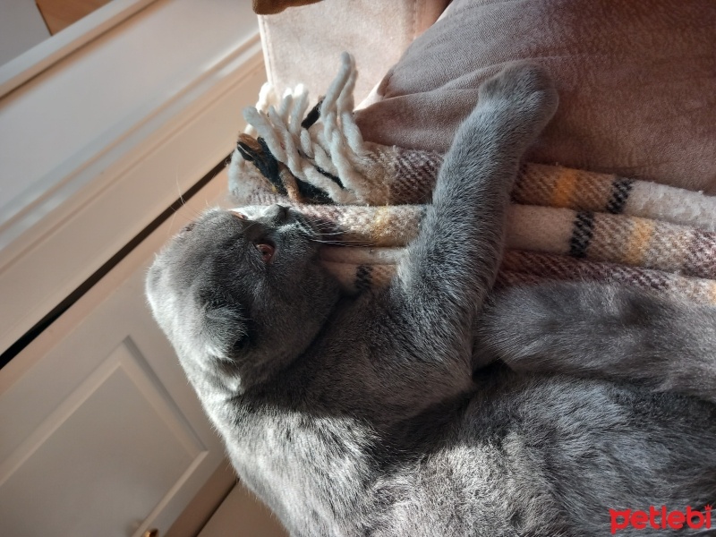 Scottish Fold, Kedi  Başkan fotoğrafı