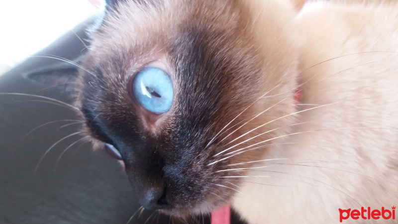 Siyam Kedisi, Kedi  Lily fotoğrafı