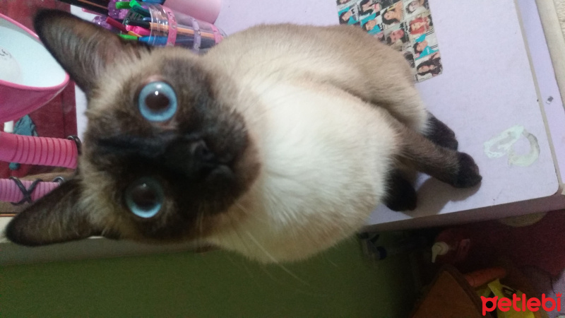 Siyam Kedisi, Kedi  Lily fotoğrafı