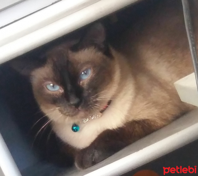 Siyam Kedisi, Kedi  Lily fotoğrafı