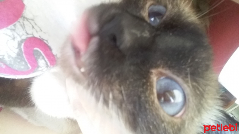 Siyam Kedisi, Kedi  Lily fotoğrafı